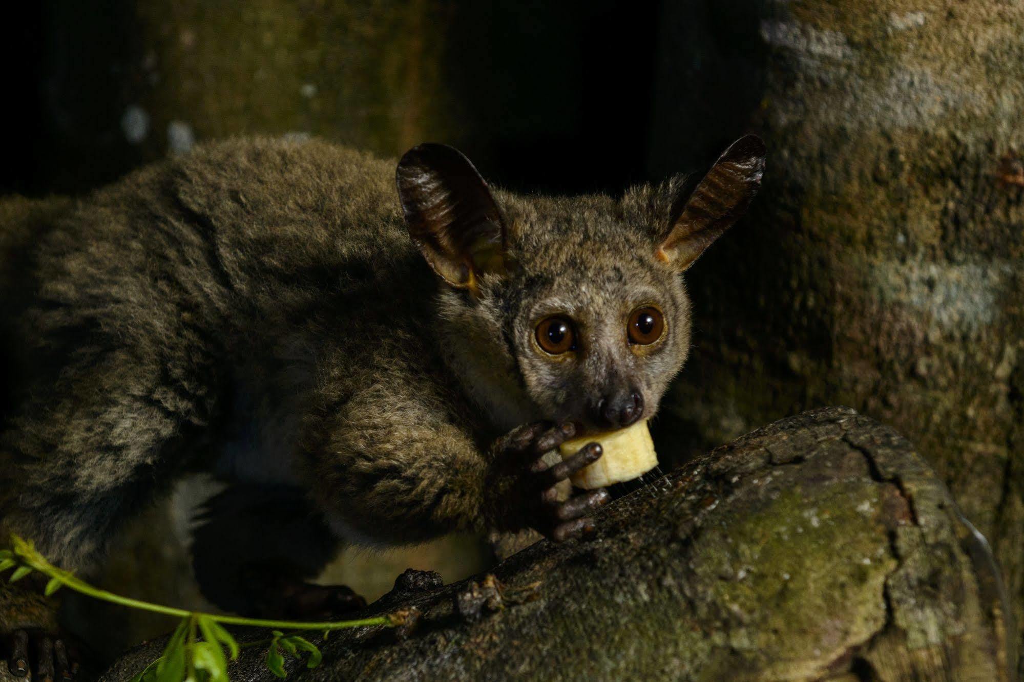 Kosi Forest Lodge Manguzi Экстерьер фото